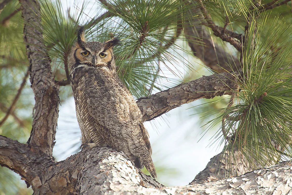 Great Horned Owl