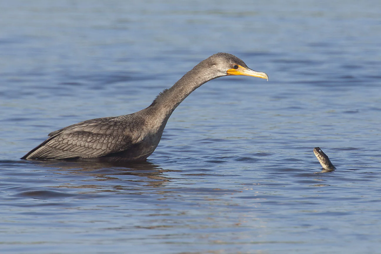 Cormorant vs Snake