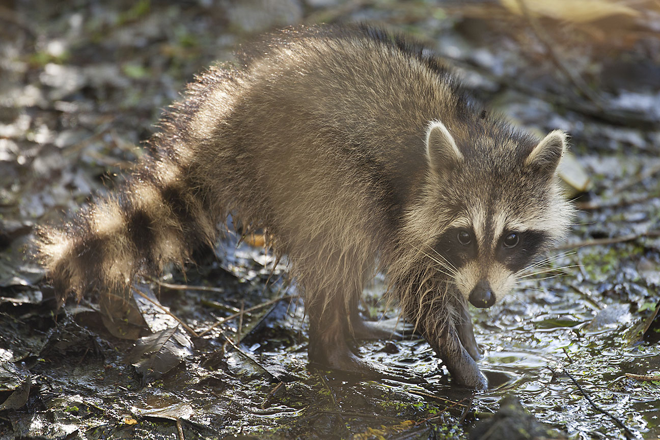 Baby Raccoon