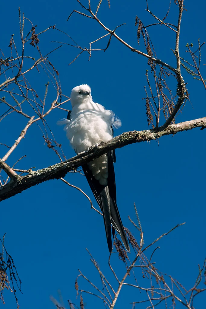 swallowtail kite.jpg