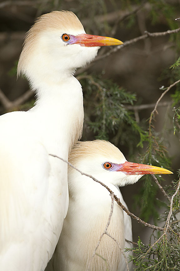 Cattle Egrets Breeding Plumage