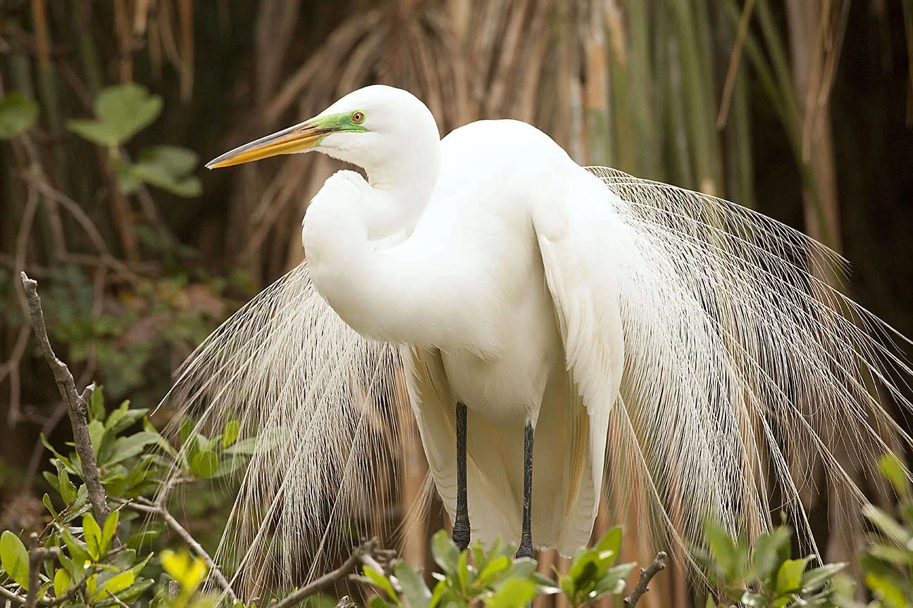 Great_Egret_Breeding_Plumage_MG_3515.jpg