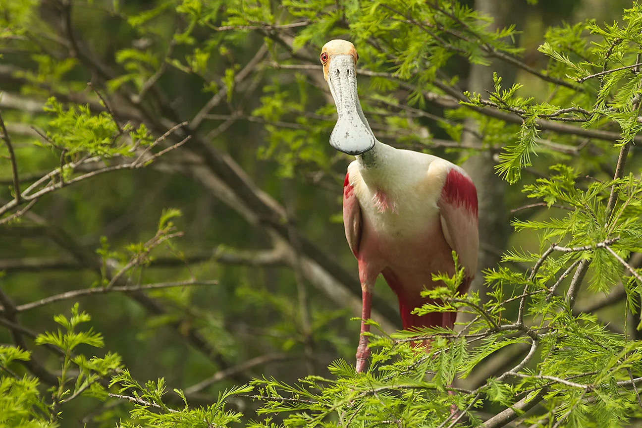 Roseate_SpoonbillC_MG_3280.jpg