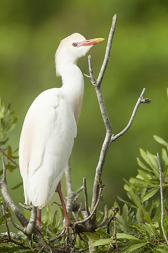 Cattle_Egret_MG_3126.jpg