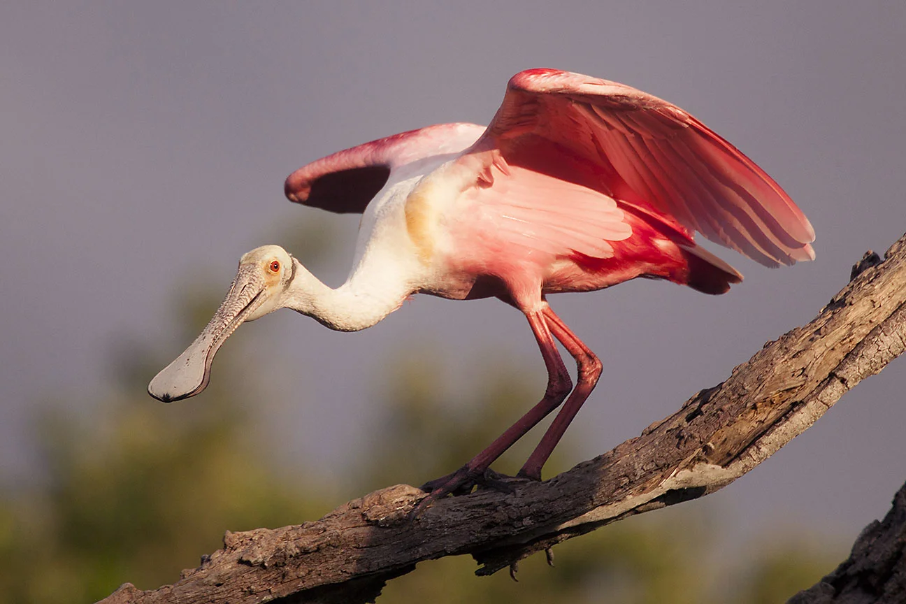 Roseate_Spoonbill_MG_4168.jpg