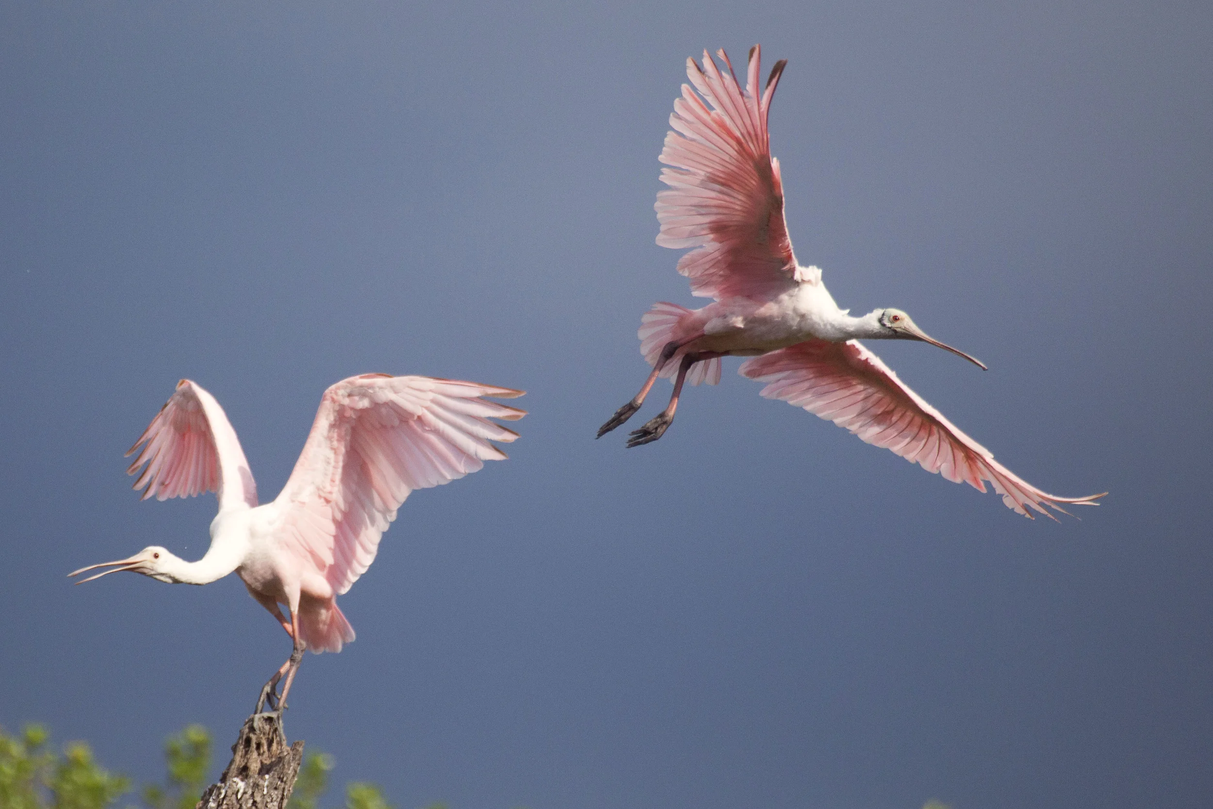 Roseate_Spoonbill_MG_3792.jpg