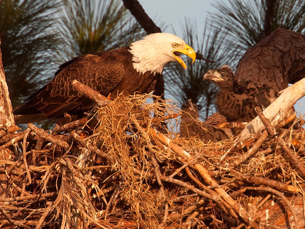 Bald Eagle Feeding Chick