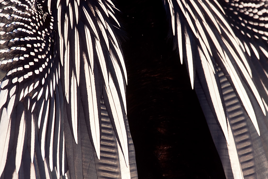 Anhinga_MG_9162.jpg