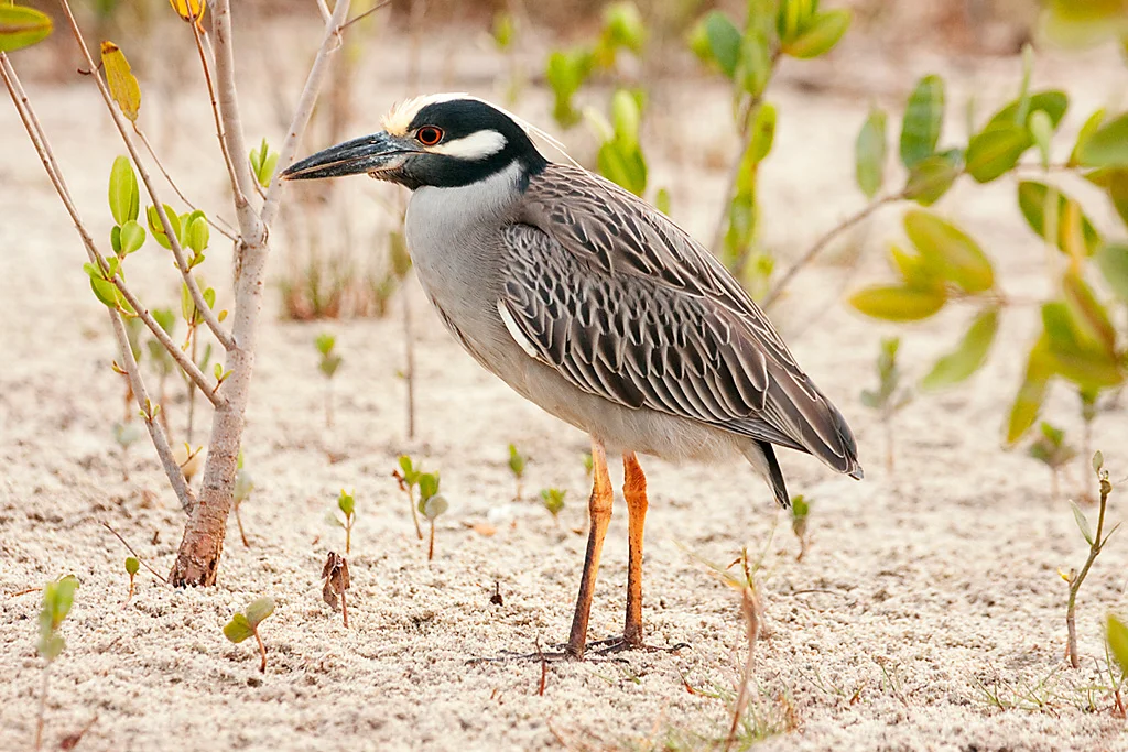 YellowCrownedNightHeron_MG_8920.jpg