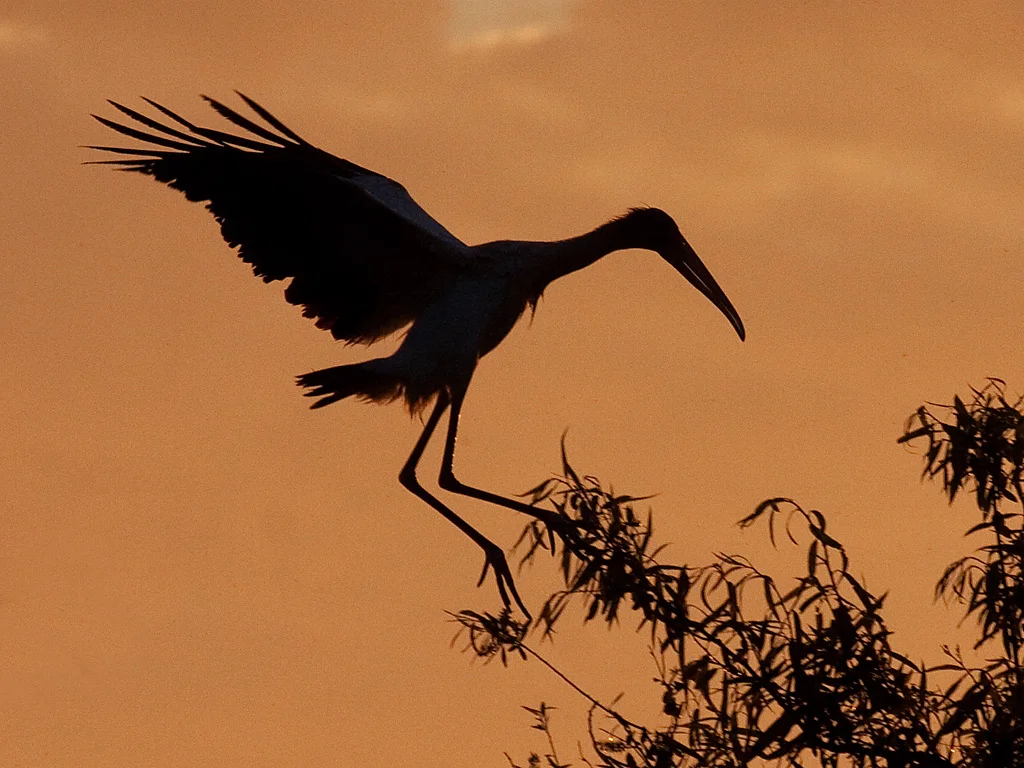 Wood_Stork_MG_8028.jpg