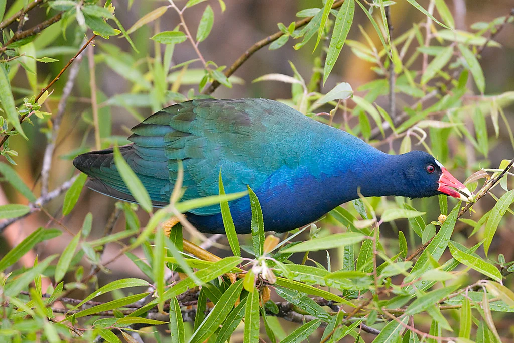 Purple_Gallinolle_MG_7348.jpg