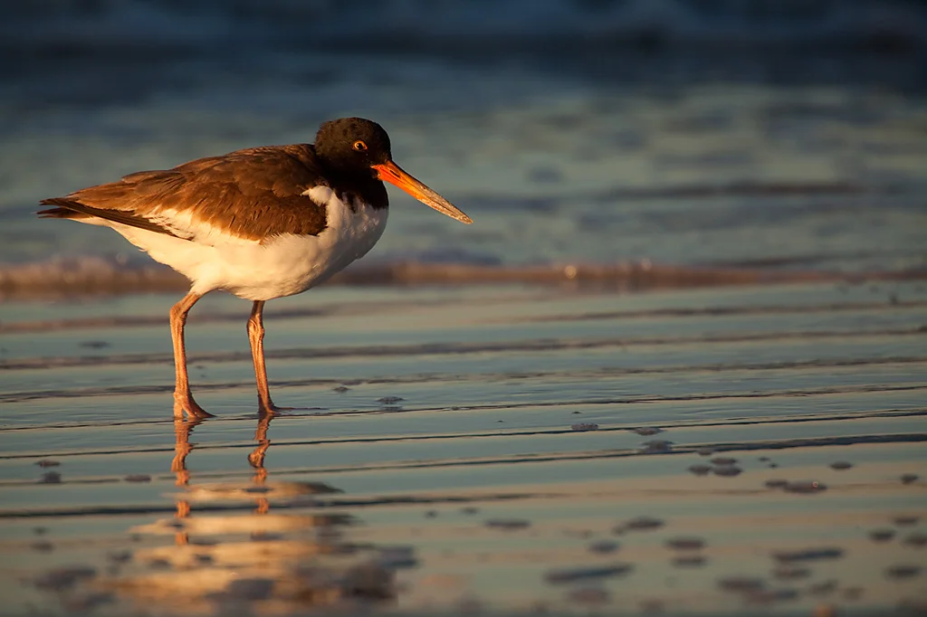 American_Oystercatcher_MG_5390.jpg