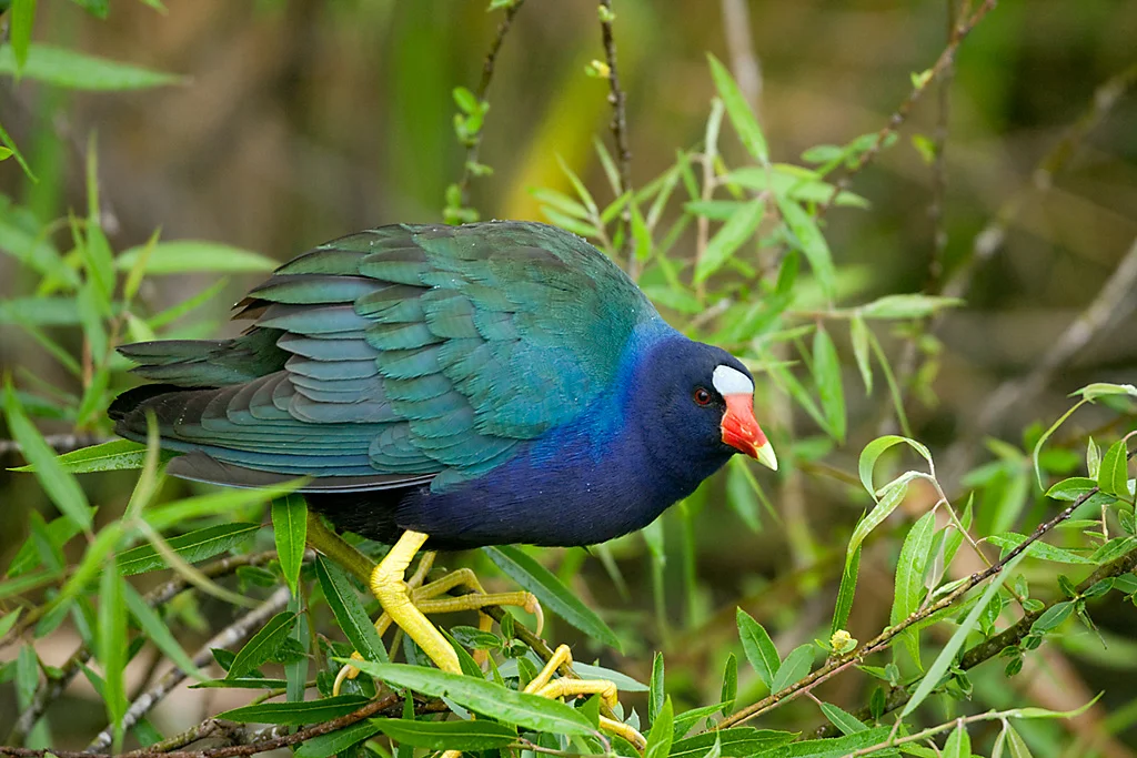 PURPLE GALLINOLE7367.jpg
