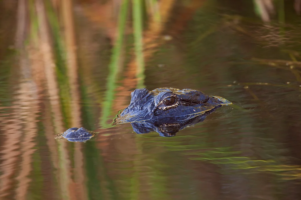 Alligator_MG_8423.jpg
