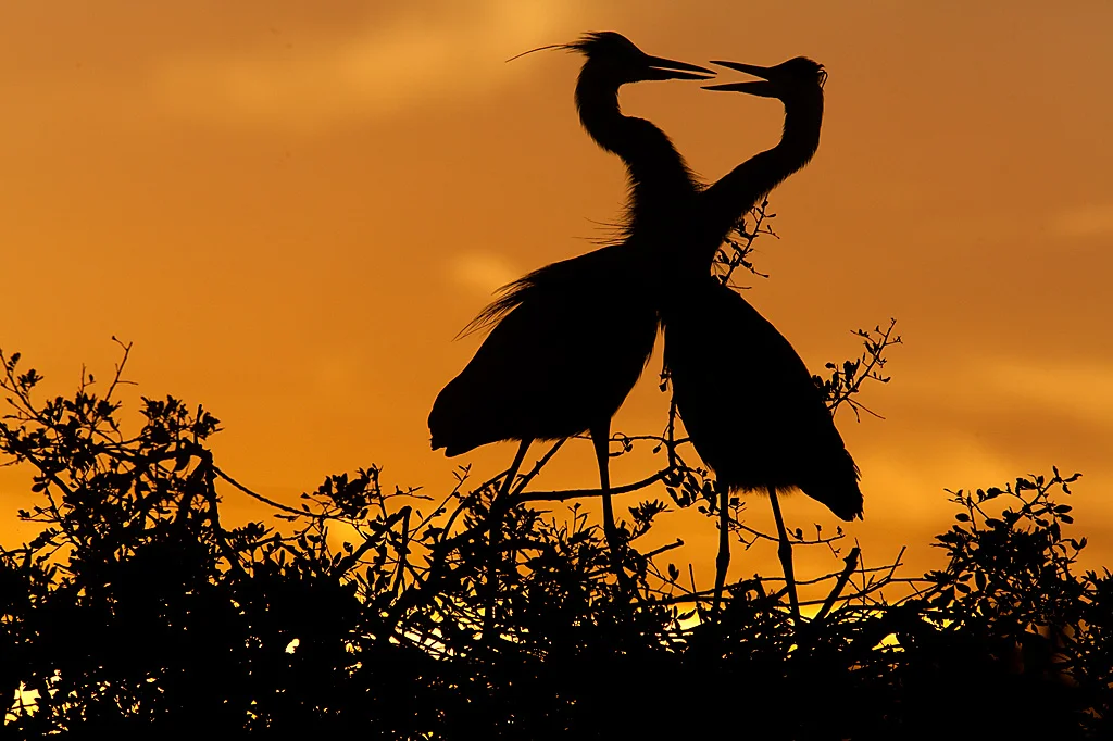 Great_Blue_Heron_MG_6636.jpg