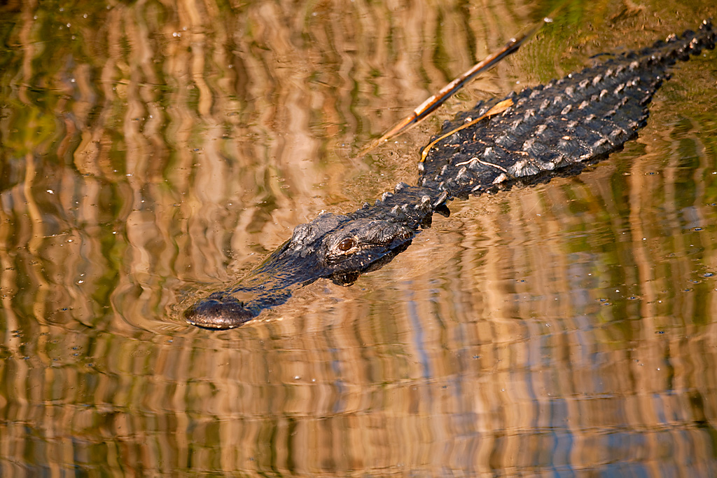 Alligator_MG_3359.jpg