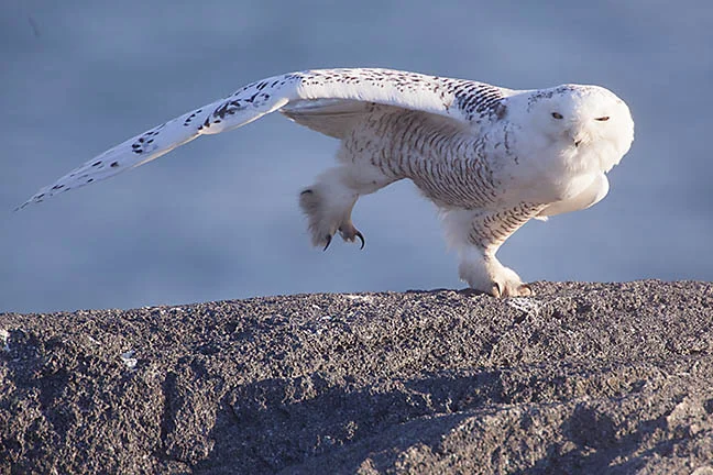 Snowy Owl