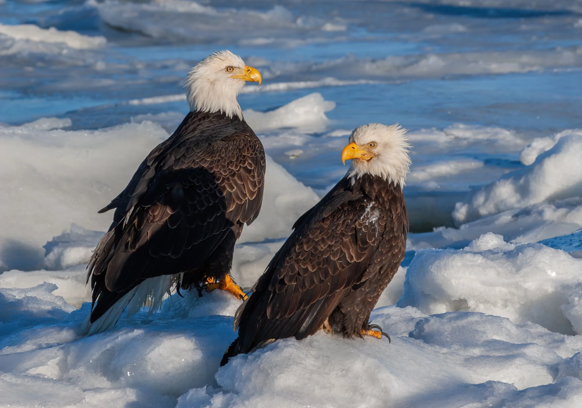 Bald_Eagle_Alaska_Photo_Tour_Workshop--2.jpg
