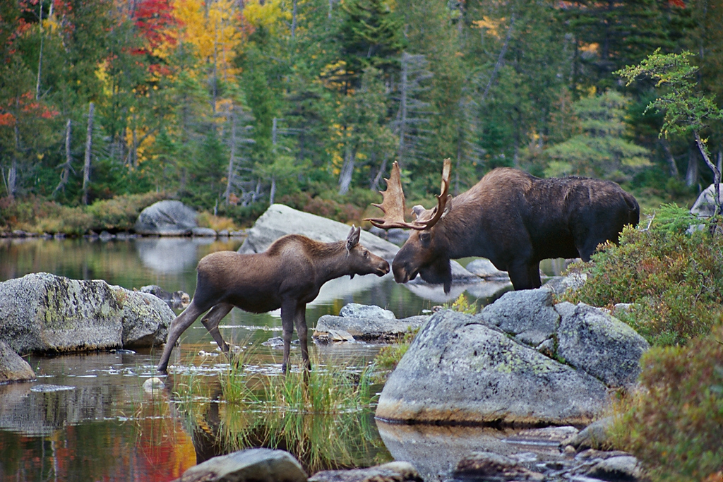 Maine Moose and Fall Foliage Photo Tours and — Slonina Nature