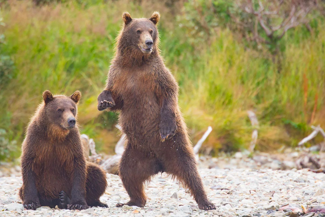 Bear_Alaska_Photo_Tour_Workshop-9264.JPG