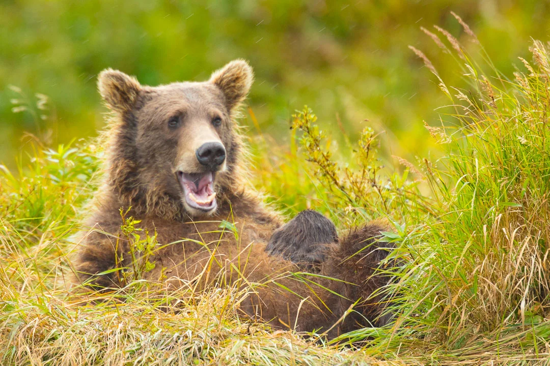 Alaska Bear Instructional Photo Tours and — Slonina Nature