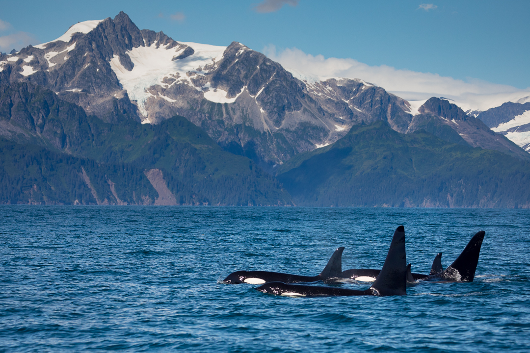 Orcas Alaska Photo Tour