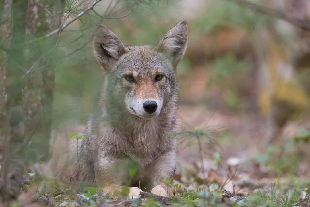 Coyote-Great-Smoky-Mountains_Photo_Tour_Workshop-7901.JPG