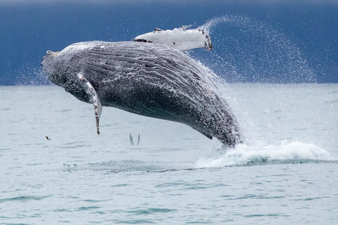 Humpback_Whale_Alaska_Photo_Tour_Workshop-1841.JPG