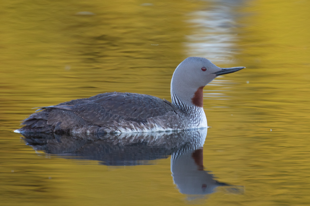 Red_Throated_Loon_Alaska_Photo_Tour_Workshop-3039.JPG