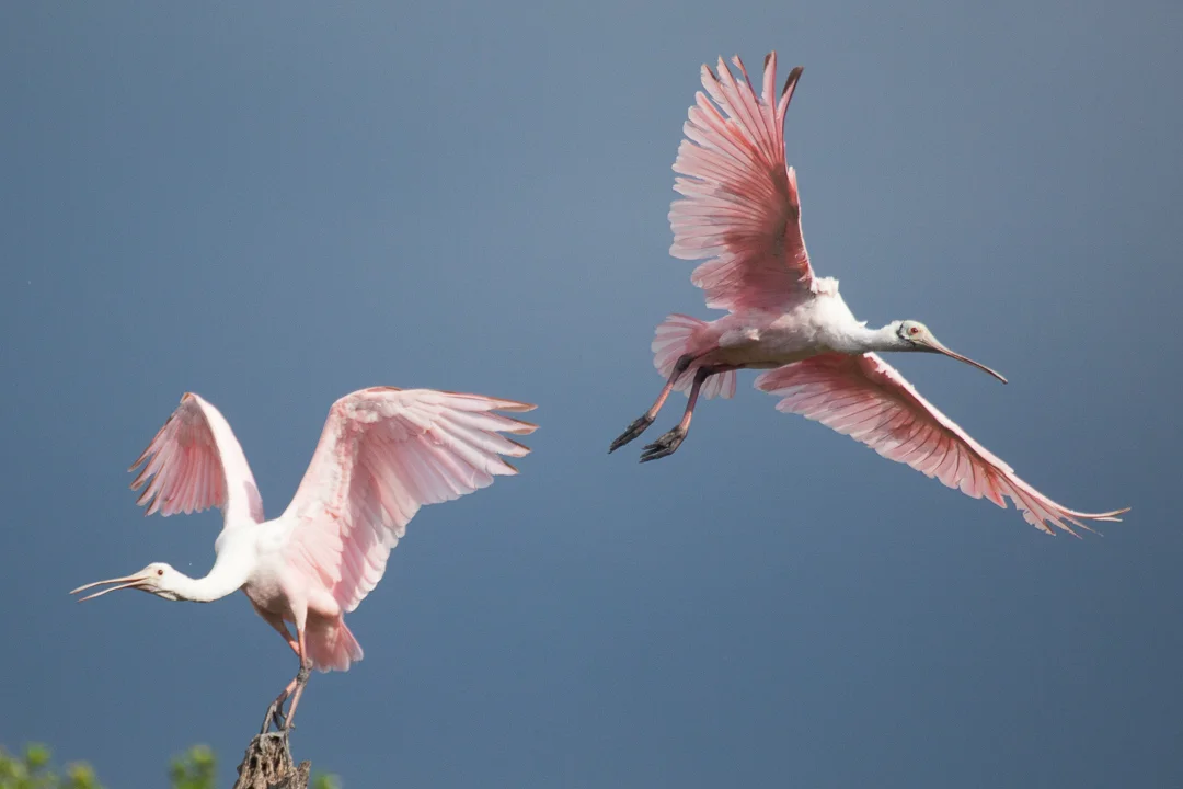 Roseate_Spoonbill_Florida_Photo_Tour_Workshop-3792.JPG