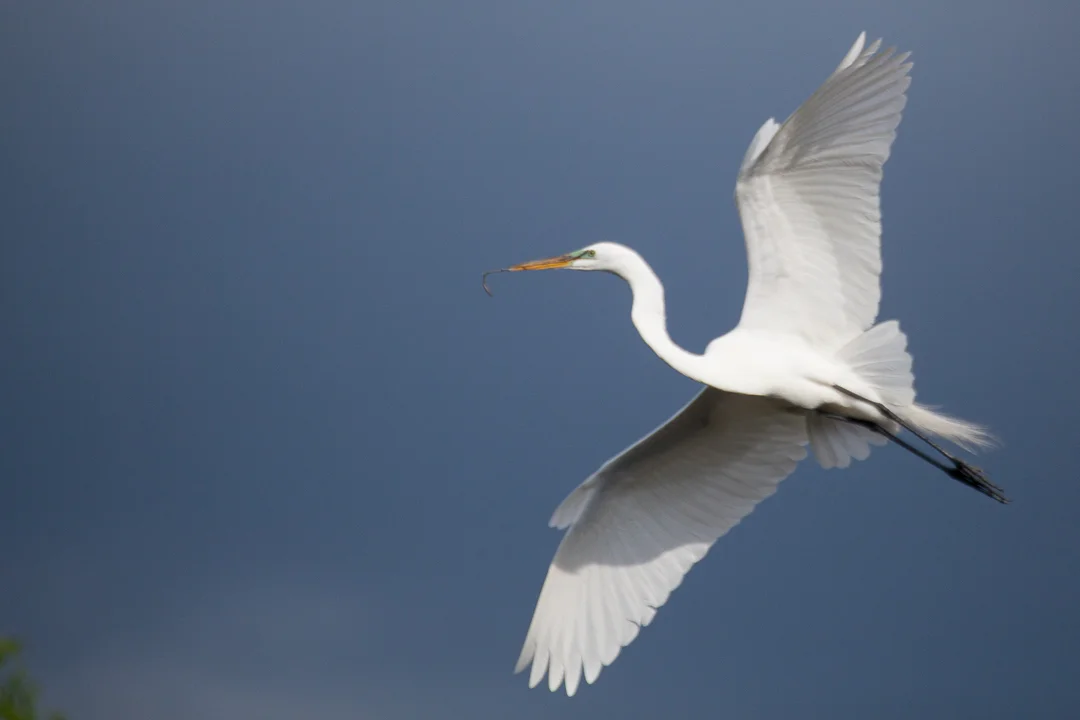Great_Egret_Florida_Photo_Tour_Workshop-3783.JPG