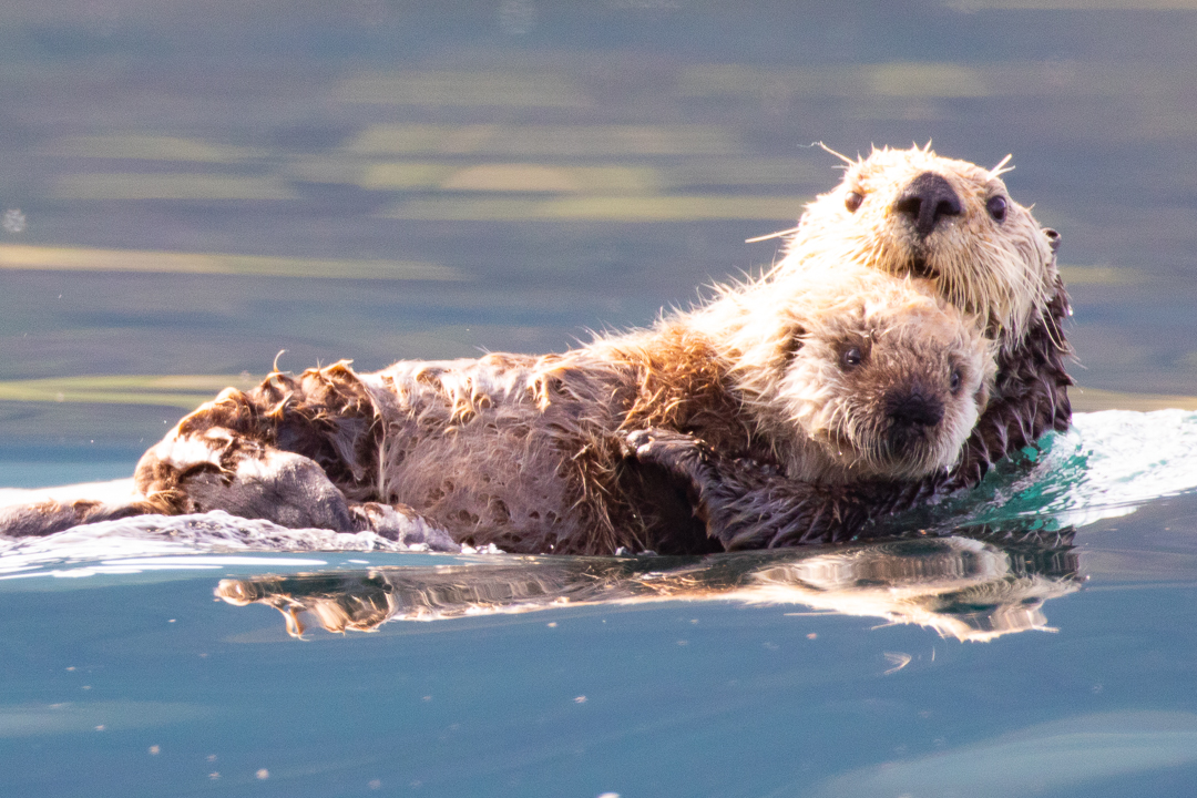 Sea_Otter_Alaska_Photo_Tour_Workshop-4987.JPG