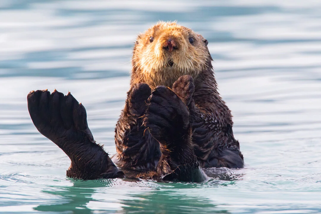 Alaska_Sea_Otter_Photo_Tour_Workshop-9759.JPG