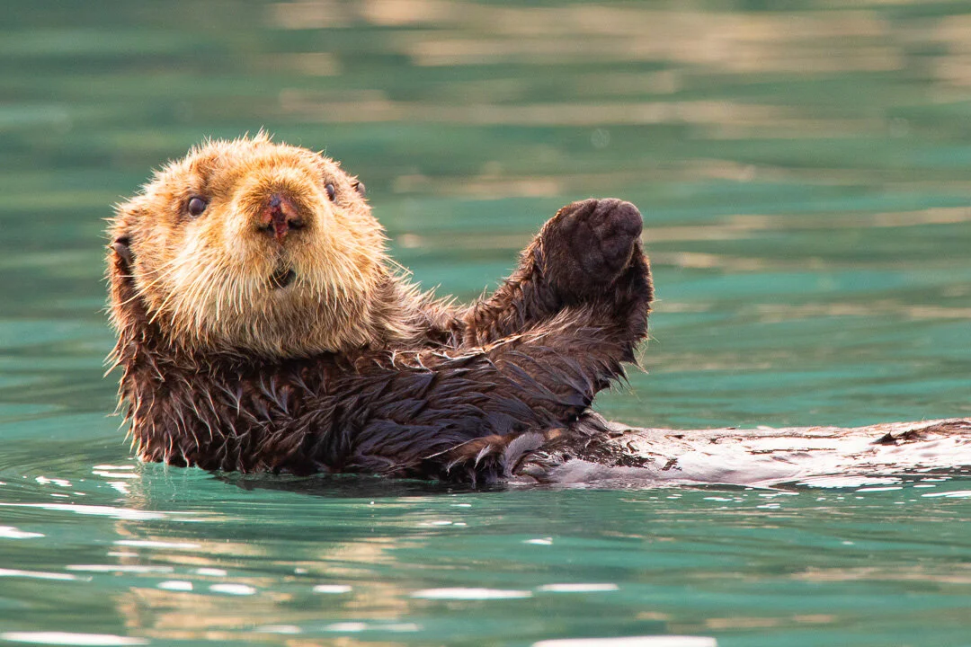Alaska_Sea_Otter_Photo_Tour_Workshop-9865.JPG