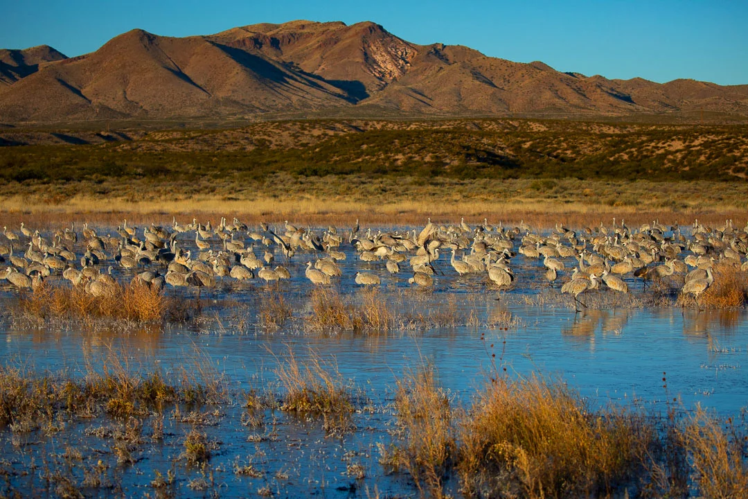 Bosque_del_Apache_Sandhill_Cranes_Photo_Tour_Workshop-2623.JPG