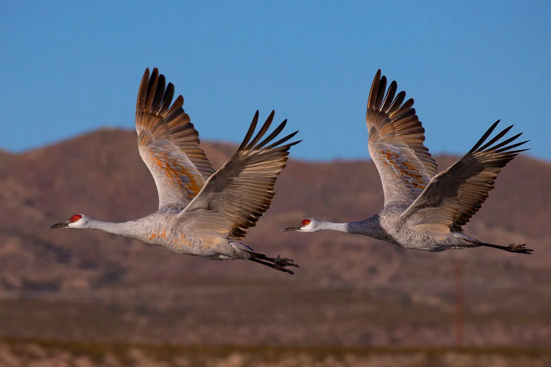Bosque_del_Apache_Sandhill_Cranes_Photo_Tour_Workshop-3270.JPG