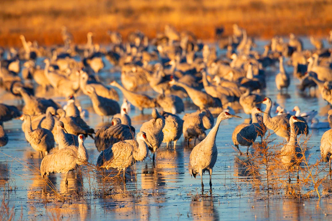 Bosque_del_Apache_Sandhill_Cranes_Photo_Tour_Workshop-3338.JPG