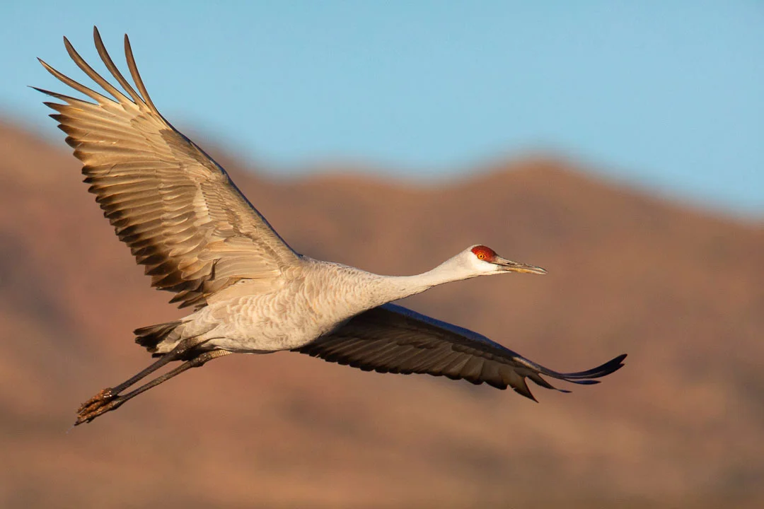 Bosque_del_Apache_Sandhill_Cranes_Photo_Tour_Workshop-6919.JPG