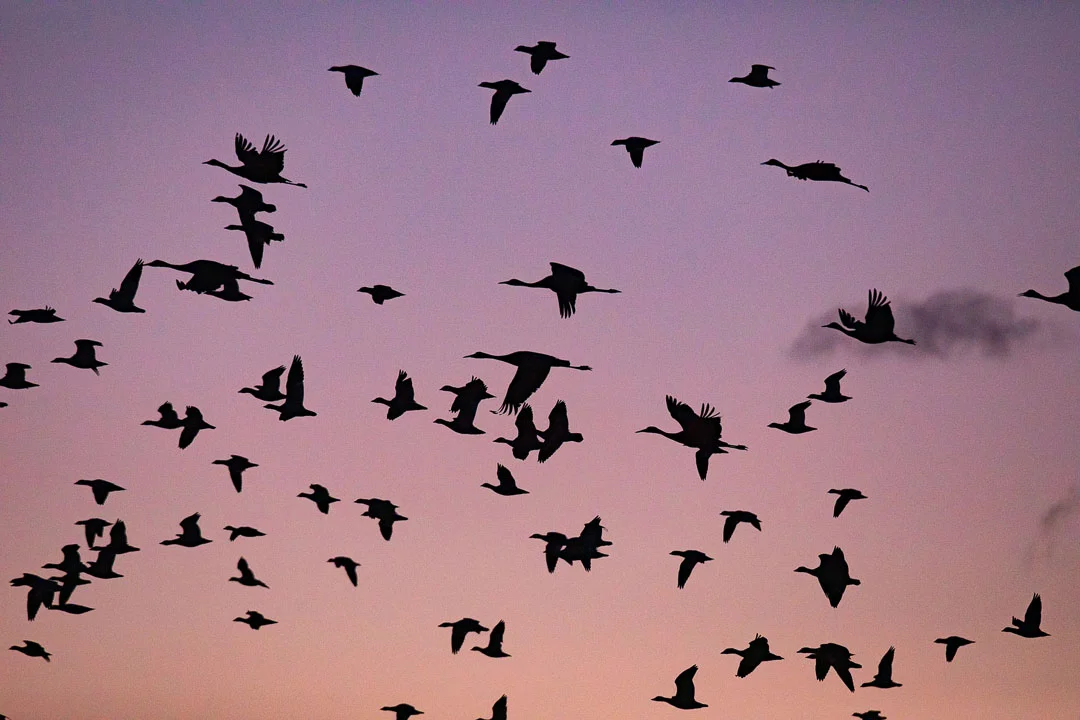 Bosque_del_Apache_Snow_Geese_Photo_Tour_Workshop-8617.JPG