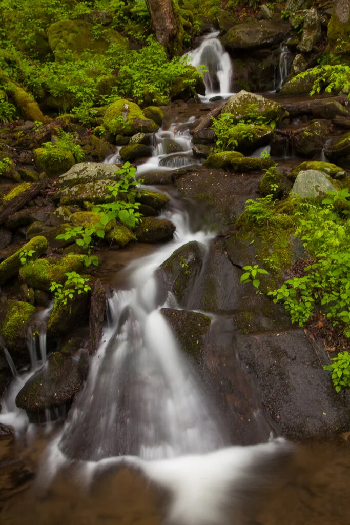 Great Smoky Mountains Photo Tours and Spring — Slonina Nature Photography