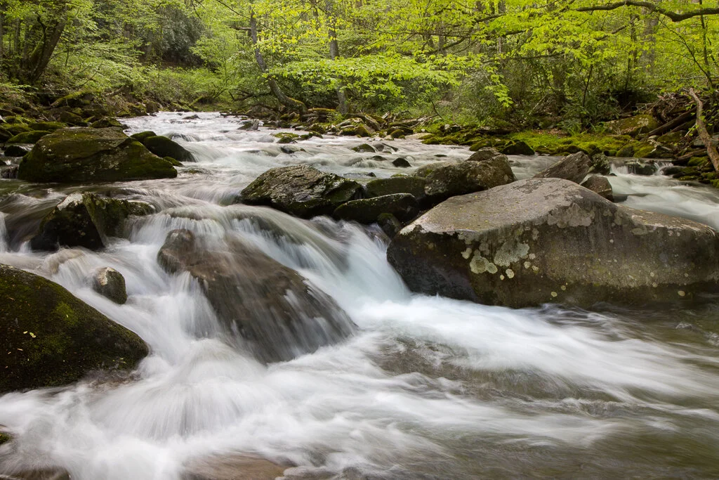 Great Smoky Mountains Photo Tours and Spring — Slonina Nature Photography