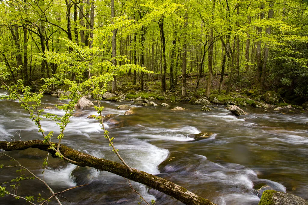 Great Smoky Mountains Photo Tours and Spring — Slonina Nature Photography
