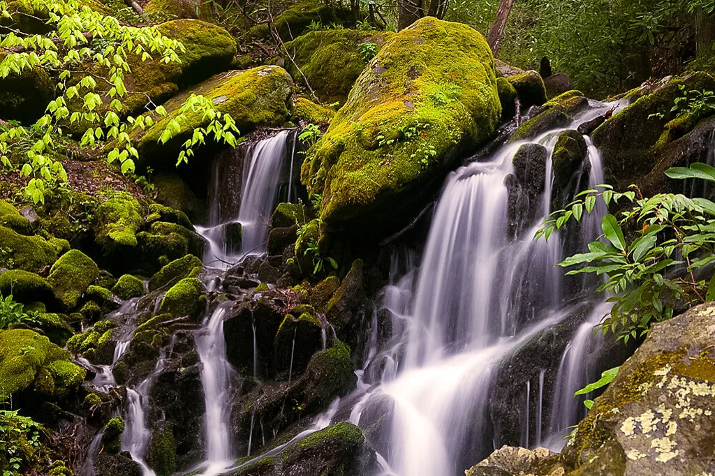 Great Smoky Mountains Photo Tours and Spring — Slonina Nature Photography