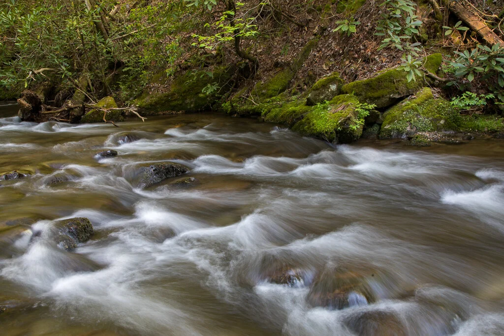 Great Smoky Mountains Photo Tours and Spring — Slonina Nature Photography