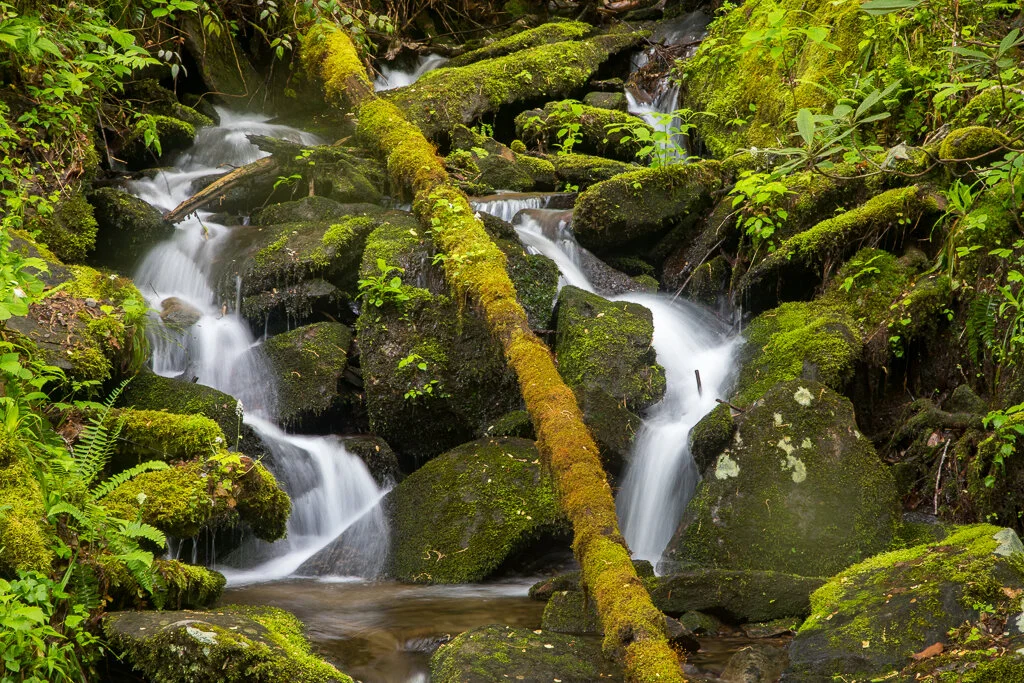 Great Smoky Mountains Photo Tours and Spring — Slonina Nature Photography