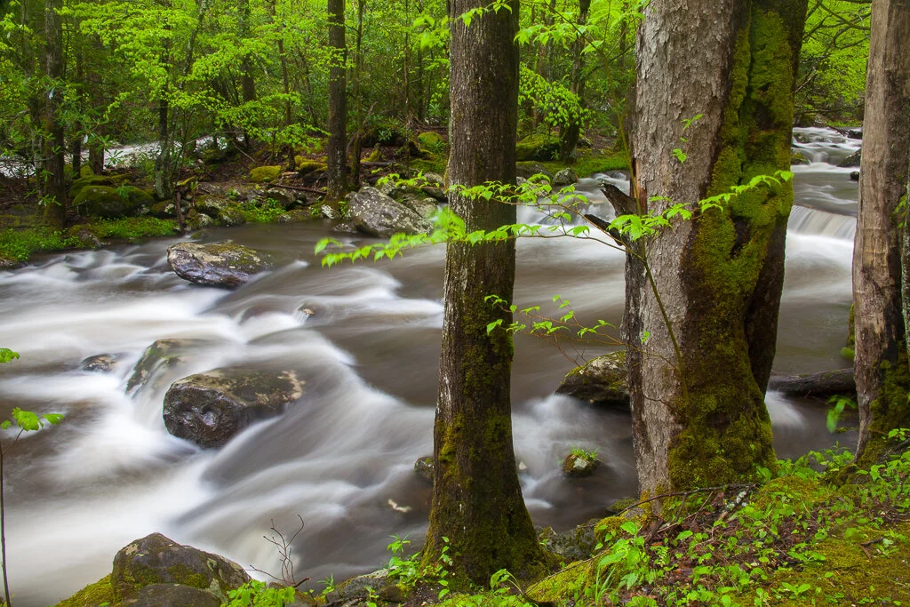 Great Smoky Mountains Photo Tours and Spring — Slonina Nature Photography