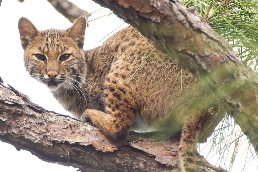 bobcat_florida_photo_tour_workshop-9044.jpg