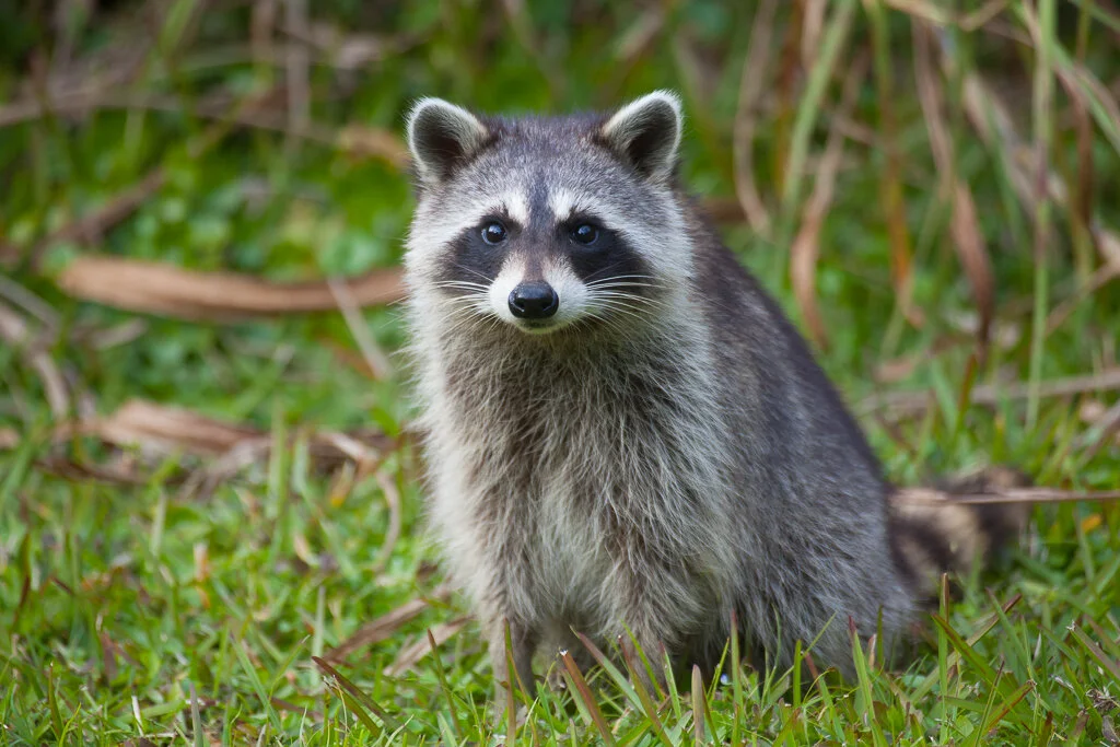 raccoon_florida_photo_tour_workshop-9606.jpg