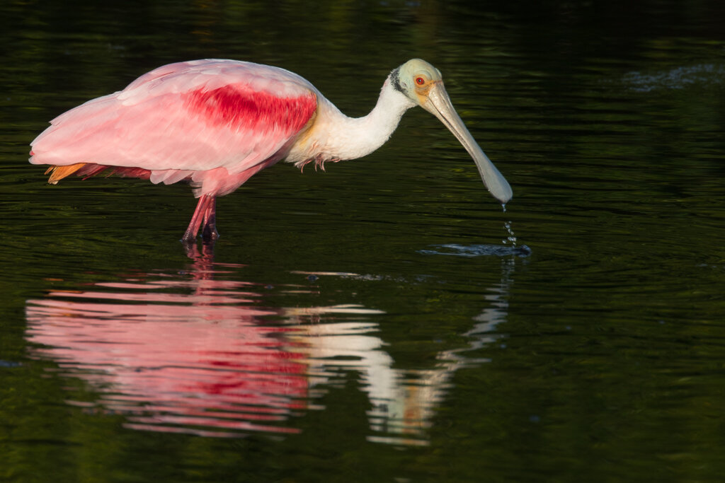 Florida Wildlife Photo Tour Workshop including Everglades — Slonina Nature