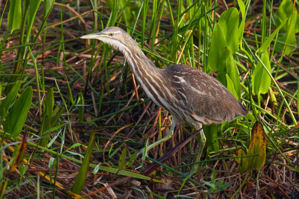 american_bittern_florida_photo_tour_workshop-7217.jpg